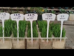 LEUCINE AND HISTIDINE TO ROOTS