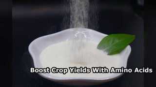 Premium 80 Percent Hydrolyzed Amino Acid Fertilizer Powder