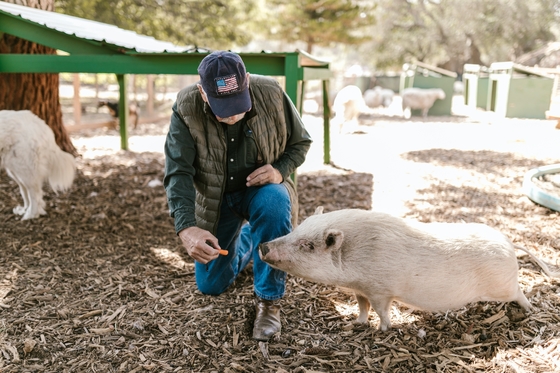 Amino Acid Chelated Iron Feed Additives for Animal Development