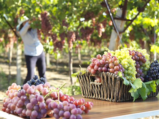 Premium Calcium Boron Liquid Fertilizer – Boost Crop Vitality and Fruit Quality