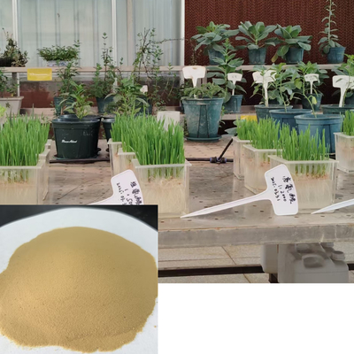 Plant Based Amino Acid Powder 80% Ph 4-6 Amino Acid Foliar Fertilizer
