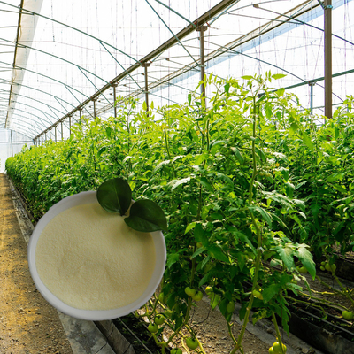 OMRI List Soy Protein Hydrolysate Organic Fertilizer With Amino Acids 85% 16-0-0