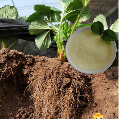 OMRI List Soy Protein Hydrolysate Organic Fertilizer With Amino Acids 85% 16-0-0