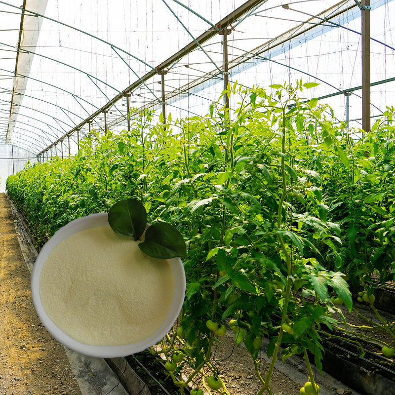 OMRI List Soy Protein Hydrolysate Organic Fertilizer With Amino Acids 85% 16-0-0