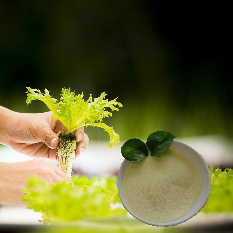 Biostimulants Organic Nitrogen Fertilizer Amino Acid 80% Powder 14-0-0